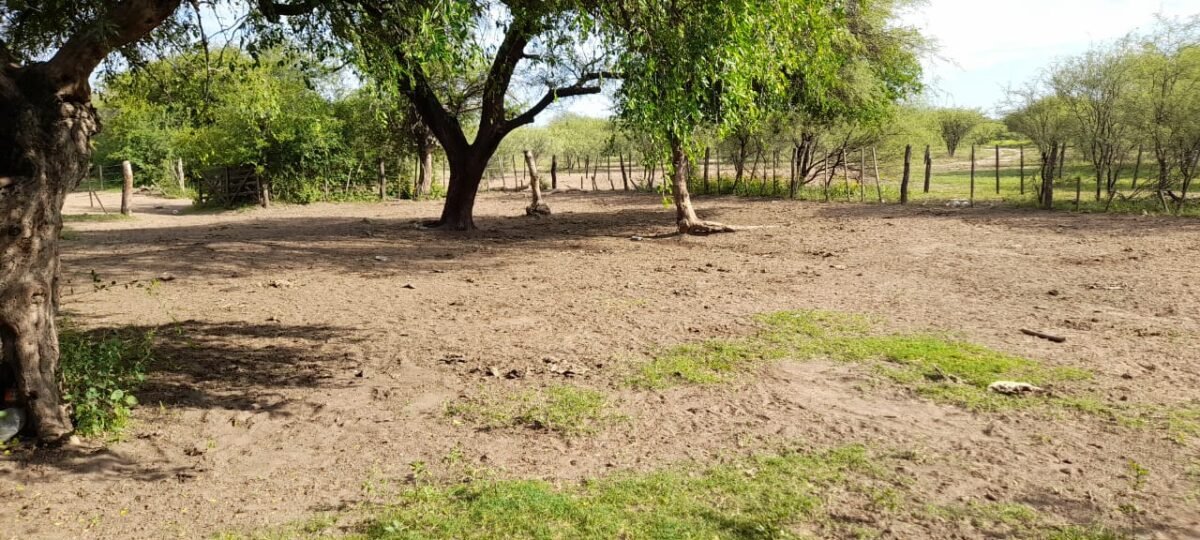 CAMPO DE 53 HECTAREAS EN GUANACO BOLEADO, CÓRDOBA - Imagen 8