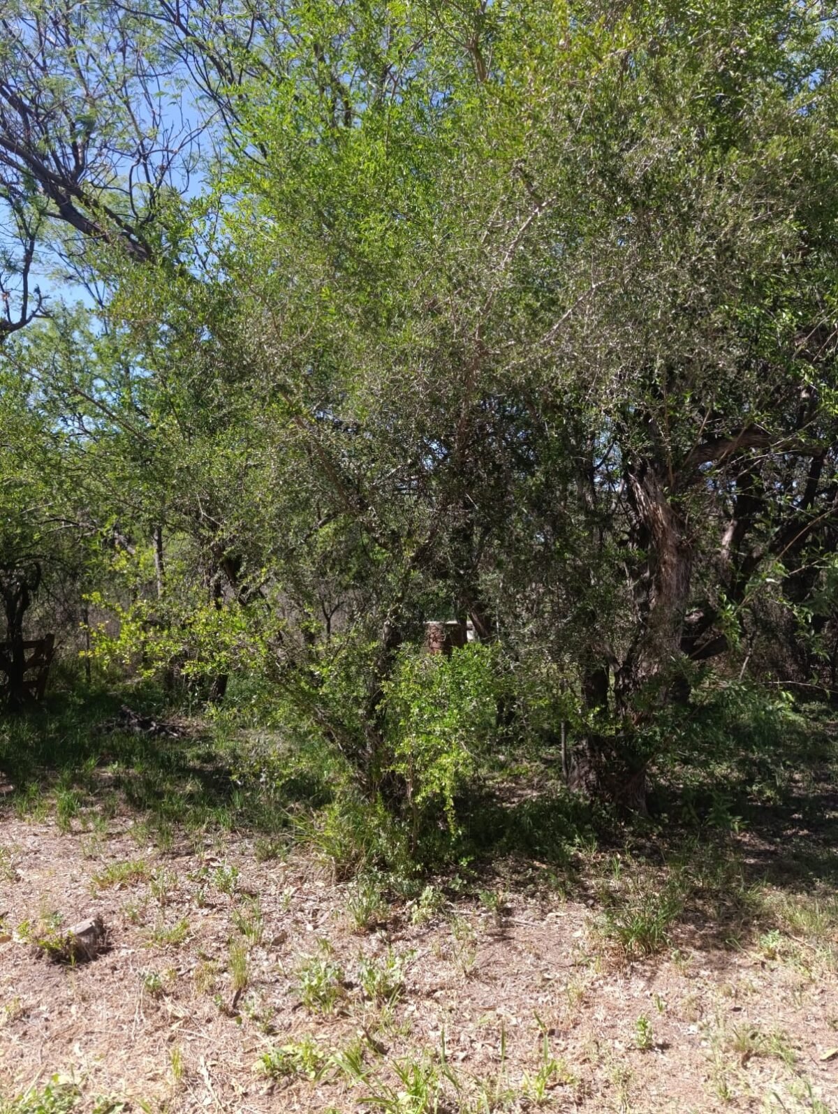 VENTA DE HERMOSA PROPIEDAD EN CARPINTERIA - Imagen 33