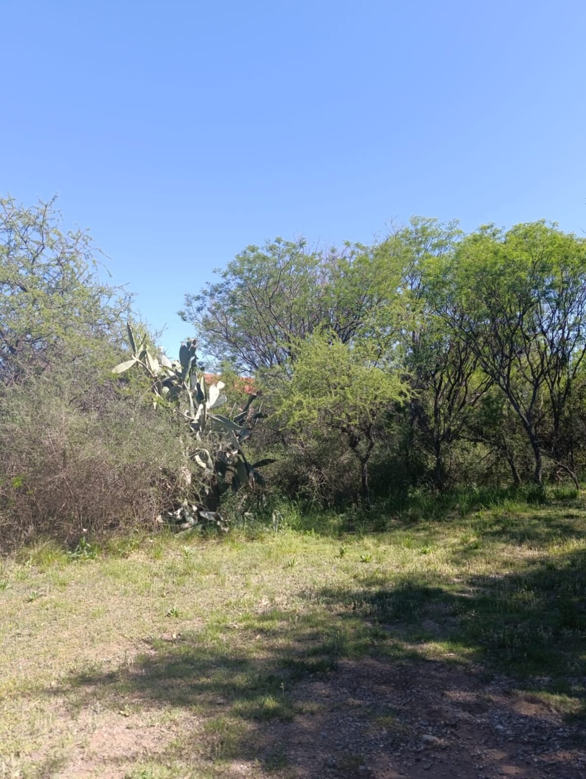 VENTA DE HERMOSA PROPIEDAD EN CARPINTERIA - Imagen 7