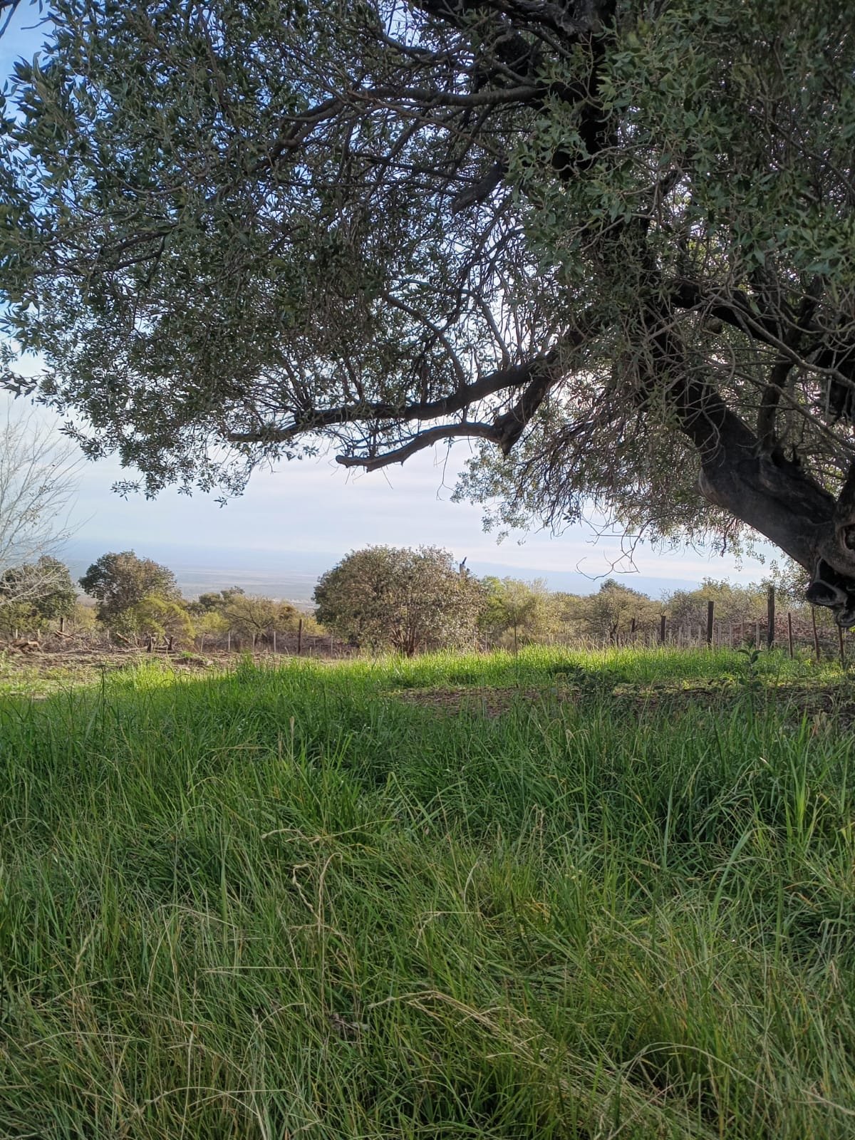 Terreno en Venta – Rincón del Este, Merlo (San Luis) - Imagen 7