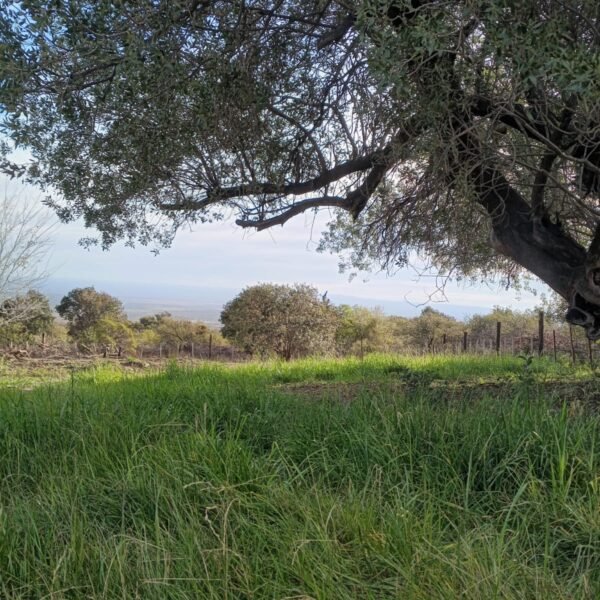 Terreno en Venta – Rincón del Este, Merlo (San Luis)